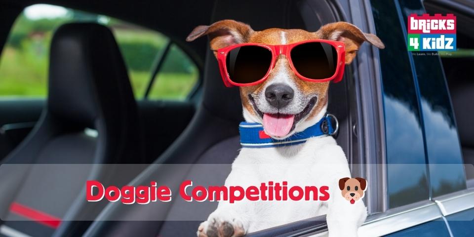 Dog Competitions On The Central Coast This Spring